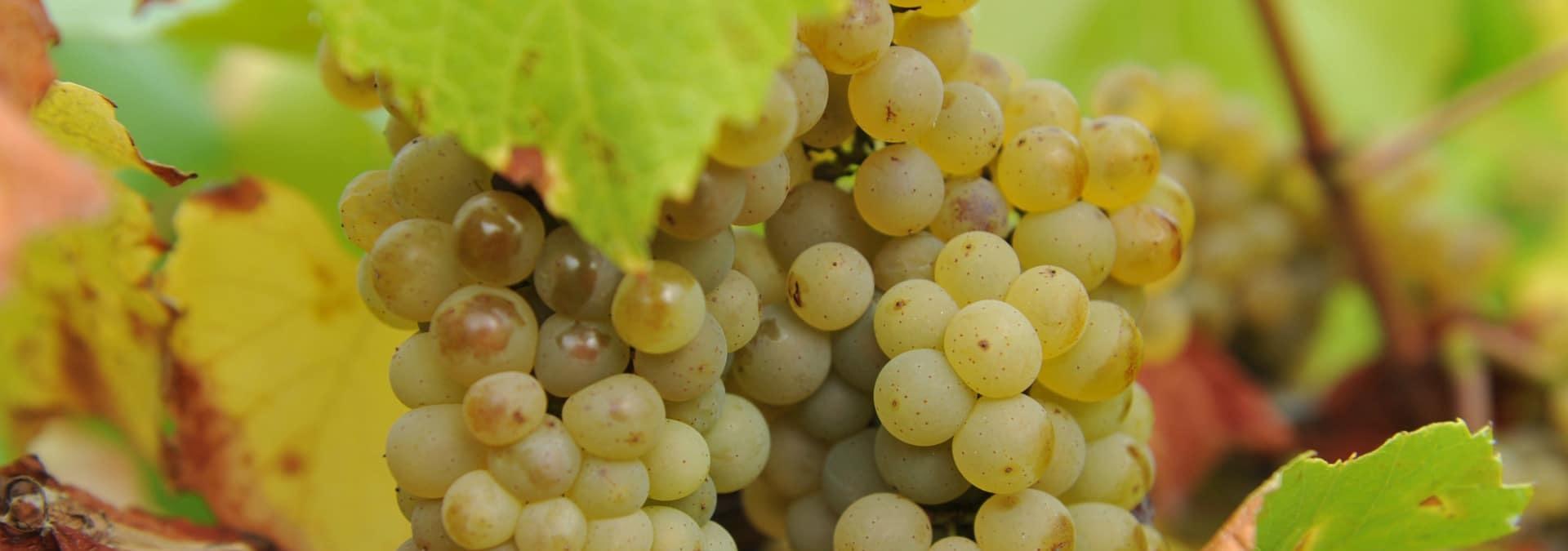 Fines Bulles Blanches  Domaine viticole des Pierrettes