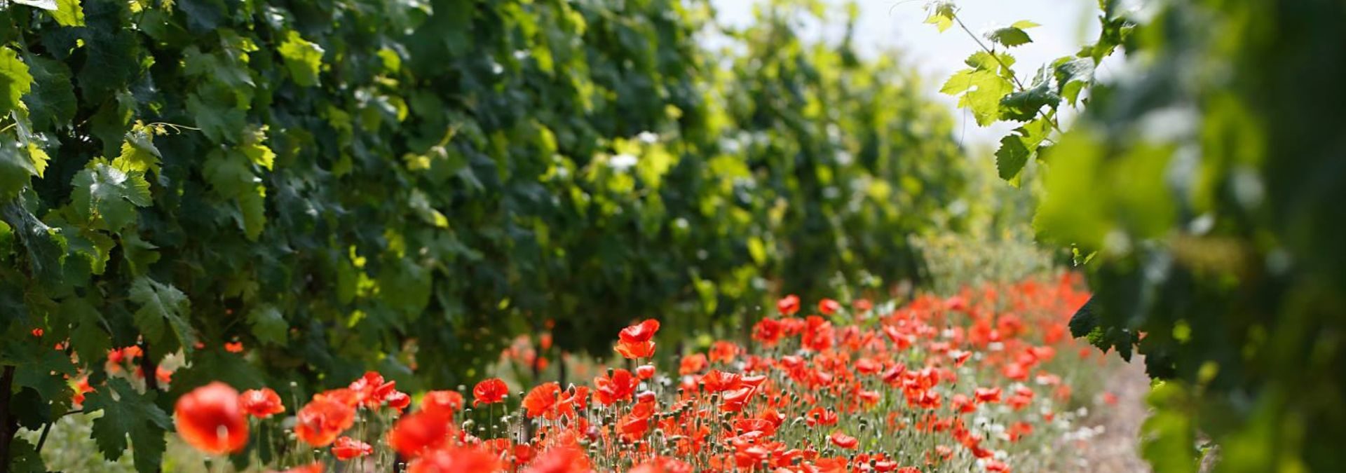 Domaine de la Chopiniere du Roy