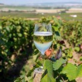 Vignerons de la cave coopérative de Mailly