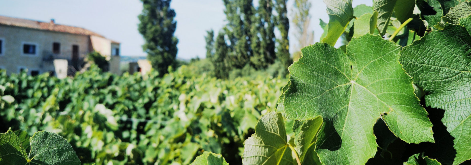 Domaine de l’Anchois