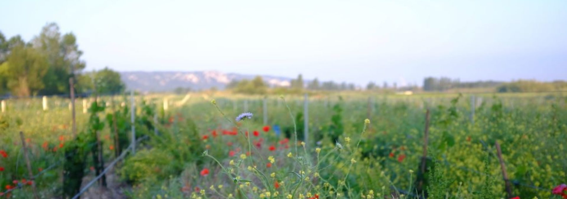 Domaine de l’Anchois