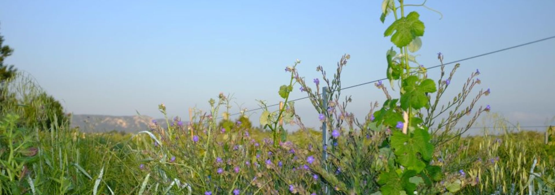 Domaine de l’Anchois