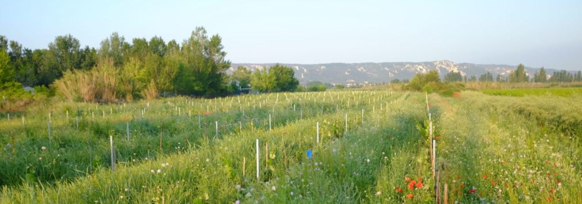 Domaine de l’Anchois